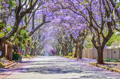 Canvas Purple blue Jacaranda mimosifolia bloom in Johannesburg and Pretoria street during spring in October in South Africa
