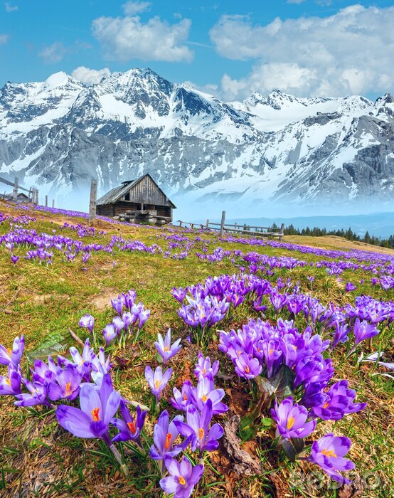 Canvas Purple Crocus flowers on spring mountain