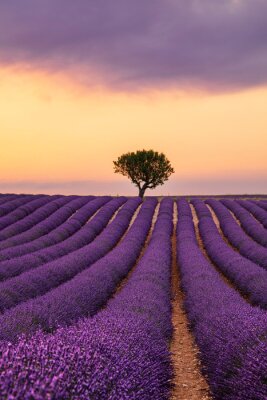 Canvas Purple lavender field of Provence at sunset