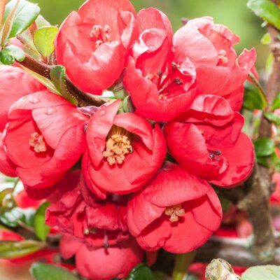 Canvas Quince cluster