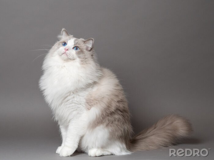 Canvas Ragdoll-kat op een grijze achtergrond