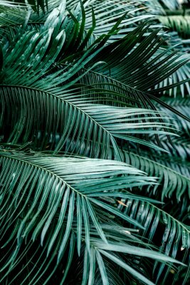 Canvas Realistische weergave van donkergroene palmbladeren