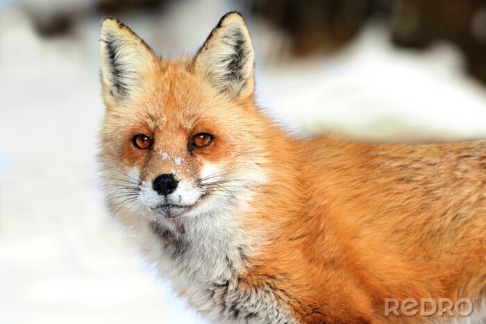 Canvas Red Fox (vulpes)