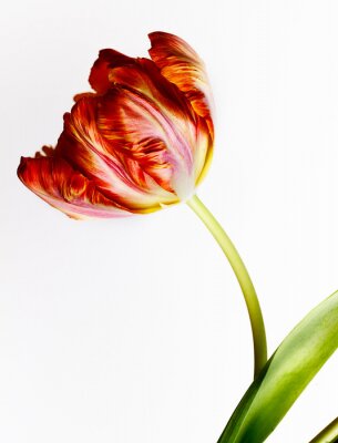 Canvas Red Tulip