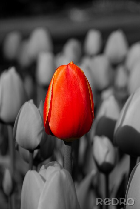 Canvas Red Tulip