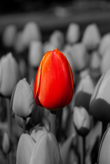 Canvas Red Tulip