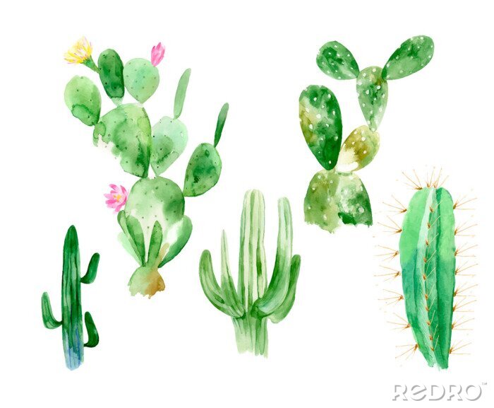 Canvas Reeks illustraties van de waterverfcactus op witte achtergrond in vectorformaat. Hand getrokken bloeiende planten instellen voor kantoor binnen. Bloesem Mexicaanse cactus van woestijn.