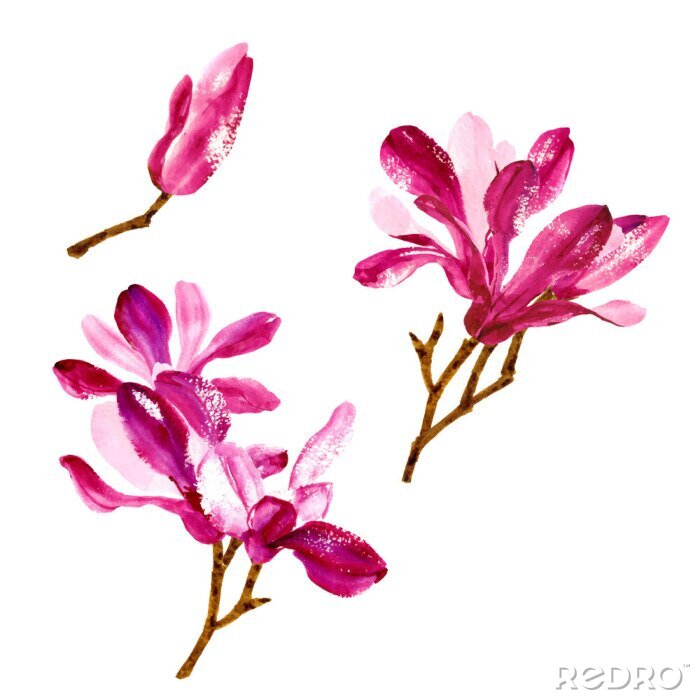 Canvas Reeks rode aquarel magnolia bloemen