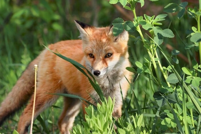 Canvas Renard en natuur