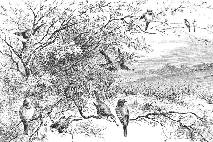 Canvas Representation of birds on branches - Vintage Engraved Illustration, 1894