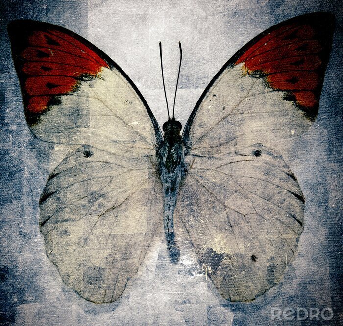 Canvas Retro illustratie met vlinder