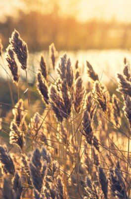Riet op de oever van het meer in de vroege ochtend