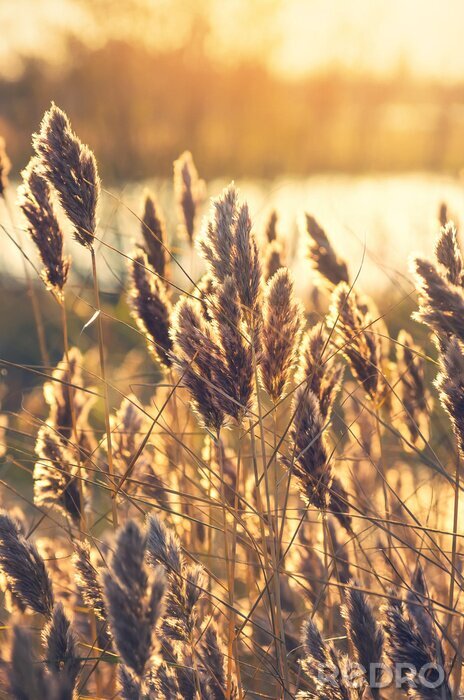 Canvas Riet op de oever van het meer in de vroege ochtend