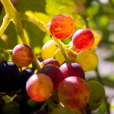 Canvas Rijpende druiven