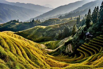 Canvas rijst terrasvormige velden Wengjia longji Longsheng Hunan China