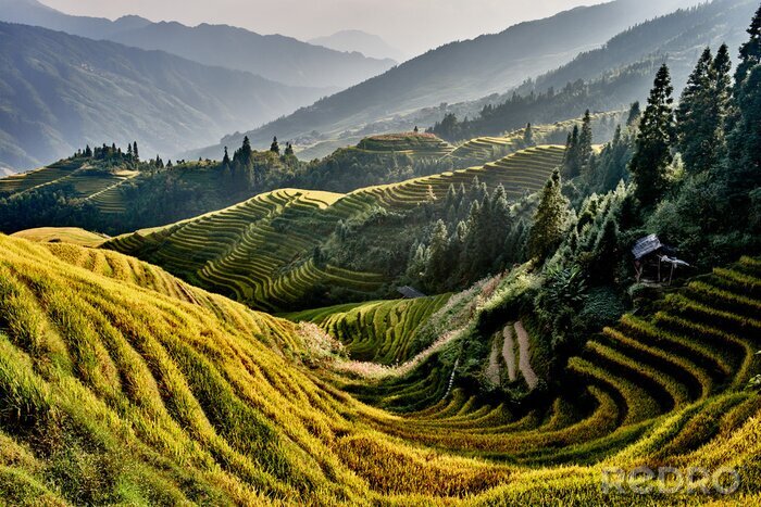 Canvas rijst terrasvormige velden Wengjia longji Longsheng Hunan China