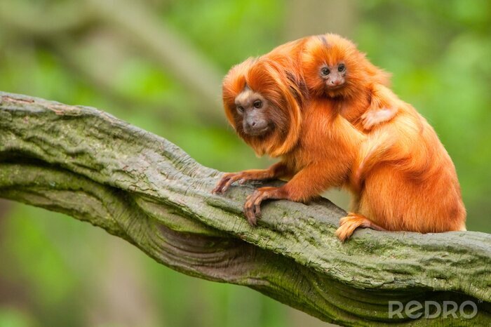Canvas Rode aap exotische dieren