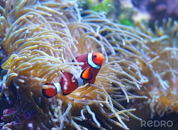 Canvas Rode clownvissen in het koraalrif