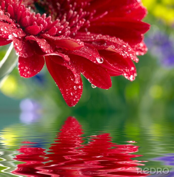 Canvas Rode daisy-gerbera weerspiegeld in het water