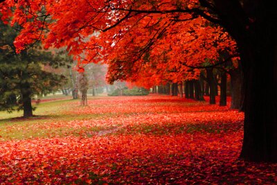 Canvas rode herfst in het park