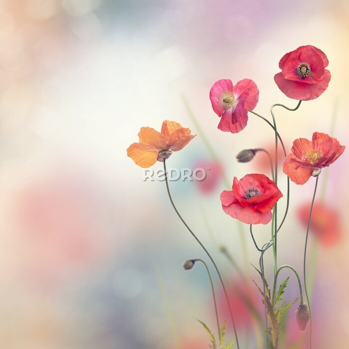 Canvas Rode klaprozen