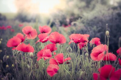 Rode klaprozen in zachte kleuren