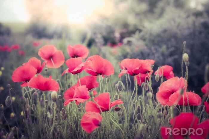 Canvas Rode klaprozen in zachte kleuren