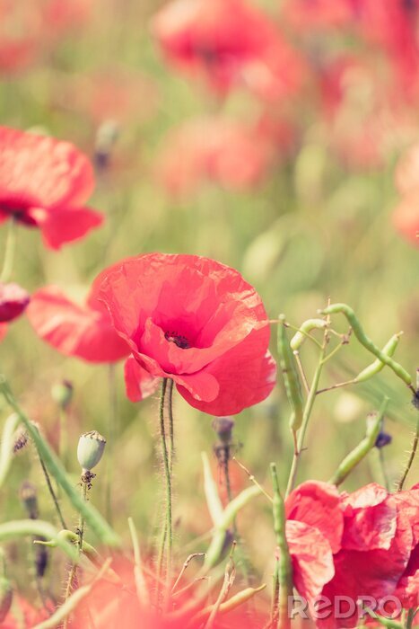 Canvas Rode klaprozen op een weide