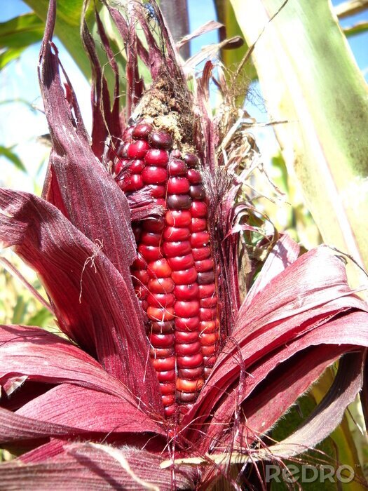 Canvas Rode maïs