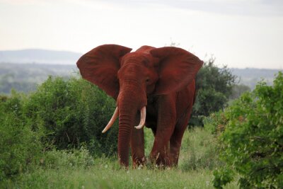 Canvas Rode olifant