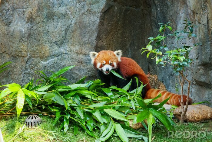 Canvas Rode panda en bamboe