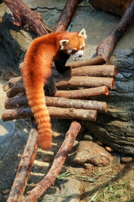 Rode panda in de dierentuin