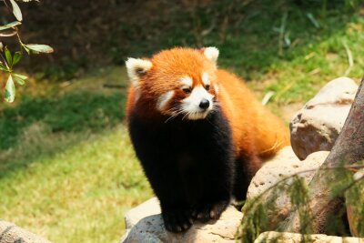 Canvas Rode panda op een steen