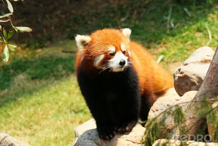 Canvas Rode panda op een steen