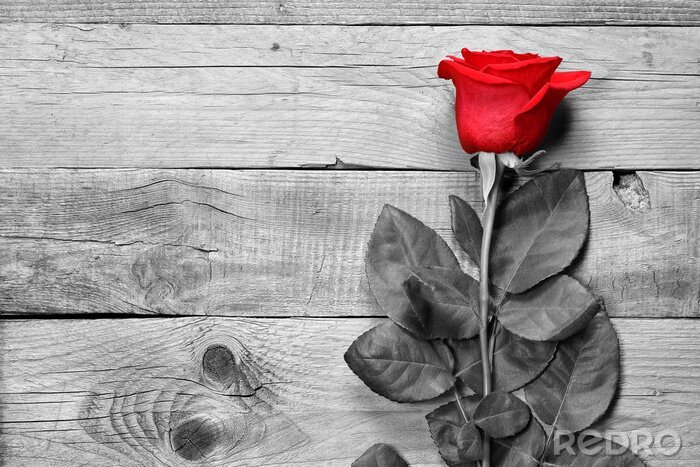 Canvas Rode roos op zwarte en witte houten achtergrond