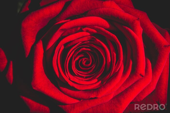Canvas Rode rozenmacro