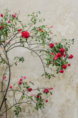 Canvas Rode rozenstruik