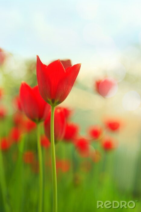 Canvas Rode tulpen op bevlekte achtergrond