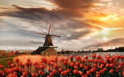 Canvas Rode tulpen op de achtergrond van een windmolen