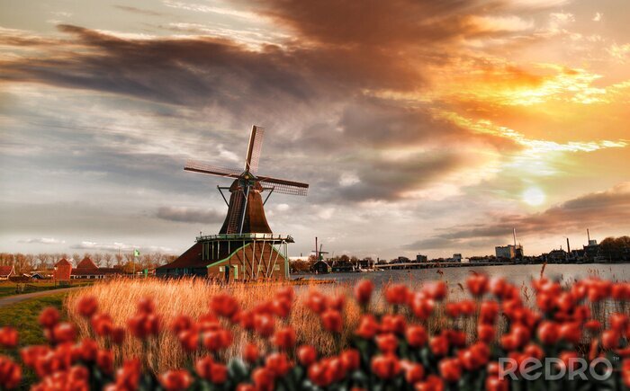 Canvas Rode tulpen op de achtergrond van een windmolen