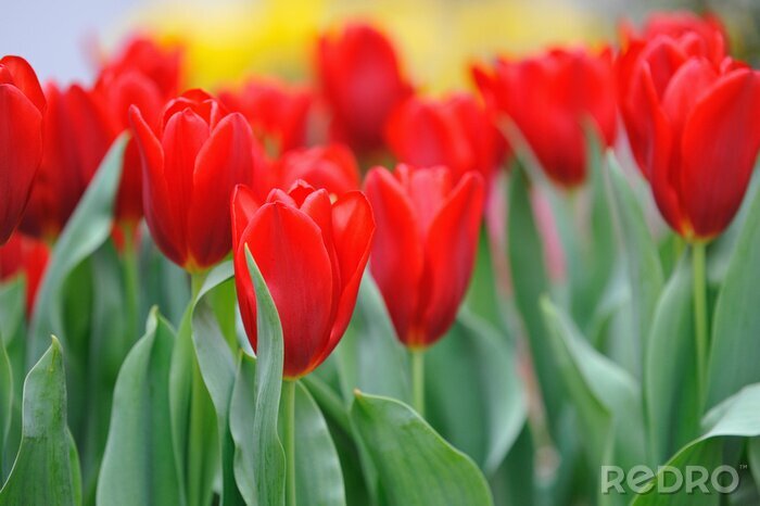 Canvas Rode tulpen op een open plek