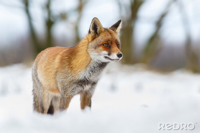 Canvas Rode vos in de sneeuw