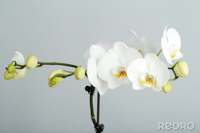 Canvas romantische tak van witte orchidee