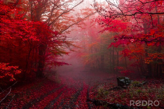 Canvas Rood bos