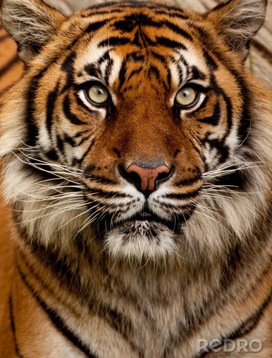 Canvas Roofzuchtige tijger van dichtbij