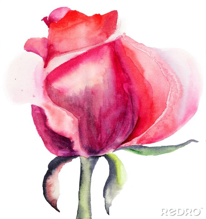 Canvas Rose bloem