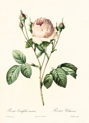 Rose en toppen botanische schets