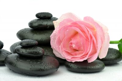 Róża na kamieniach spa doen