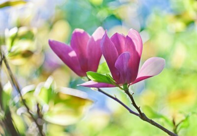 Canvas Roze bloeiend paar magnolia bloem met mooie bokeh