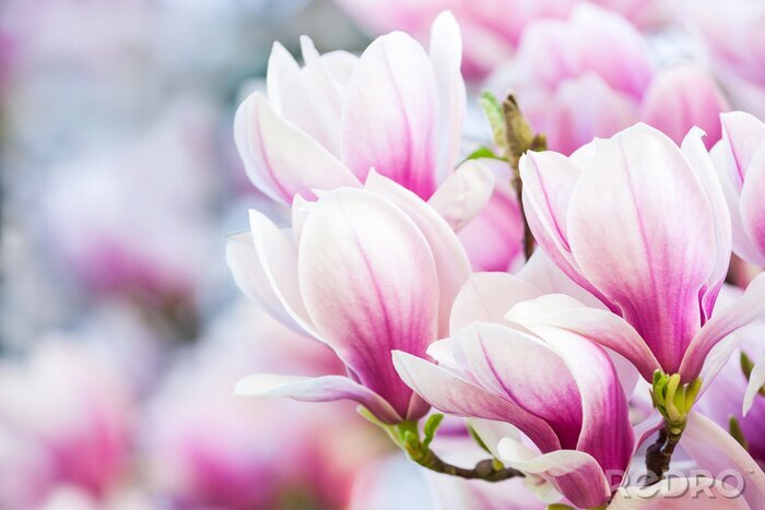 Canvas roze bloem magnolia